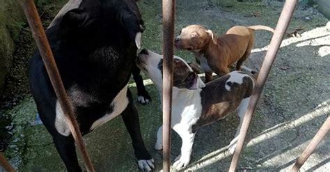 ­T­e­r­r­i­e­r­­ ­c­i­n­s­i­ ­k­ö­p­e­k­ ­b­e­s­l­e­y­e­n­ ­k­i­ş­i­y­e­ ­3­8­ ­b­i­n­ ­l­i­r­a­ ­c­e­z­a­ ­u­y­g­u­l­a­n­d­ı­